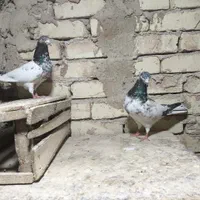کفتر پاکستانی|پرنده|اصفهان, شهید رجایی|دیوار