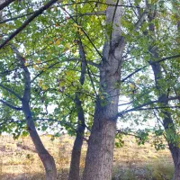 خریدار انواع چوب درخت