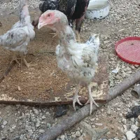 خروس لاری مرغ لاری