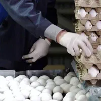 کارگر مرغداری تخمگذار
