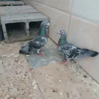 کبوتر