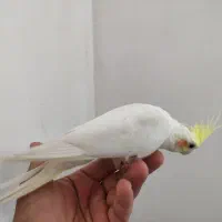 عروس هلندی لونتیوسخنگو|پرنده|علیآباد کتول, |دیوار