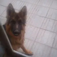 سگ ژرمن شولاین