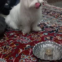 سگ پاکوتاه گمشده