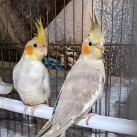 عروس هلندی|پرنده|هشتگرد, شهرک ولیعصر (مصلی)|دیوار