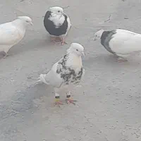 کبوتر طوقی|پرنده|بیستون, |دیوار