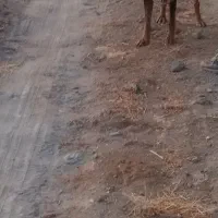 سگ دوبر من فروش قیمت یاین گذاشتم چون جا ندارم