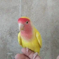 کوتوله زرد نر