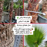 پالم بلند جعبه ای