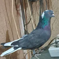 کبوتر اصفهانی بازیکن