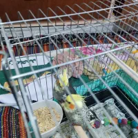 عروس هلندی یک ماهه قابلیت تعلیم و تربیت|پرنده|گلستان (تهران), |دیوار