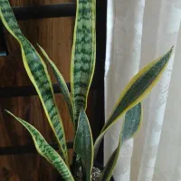 وسایل منزل|حراج|چناران, |دیوار