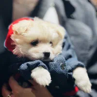 سگ میکس تربیت شده|سگ|اسلام‌شهر, شهرک قائمیه|دیوار