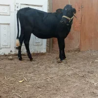 اهواز سیاحی خیابان فلاح گوساله ماده