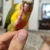 جوجه گرینچیک و مرغ عشق