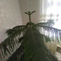 گل مطبق ۷ طبقه سالم وسلامت|گل و گیاه طبیعی|خلخال, |دیوار