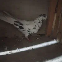 کفتر|پرنده|قم, قلعه کامکار|دیوار