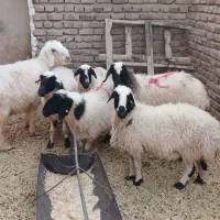 فروش شش عددمیش آبستن