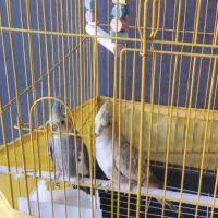 عروس هلندی