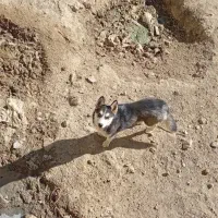 هاسکی|سگ|ارومیه, |دیوار