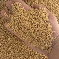 گندم پیشگام بوجار شده بذری