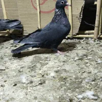 نروماده زاغ کرمانی و ماده دم سفید|پرنده|زاهدان, |دیوار