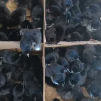 جوجه یکروزه بلک اصلاح...
