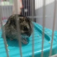 همستر کمپل نر و ماده