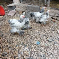مرغ خروس برهما و جوجه درشت اصیل
