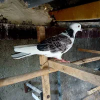 کبوتر گرفتنی
