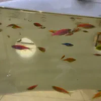 ماهی اکواریومی زبرا رنگی|ماهی|چهارباغ, |دیوار