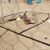 کبوتر تهرانی سرخ|پرنده|خاش, |دیوار