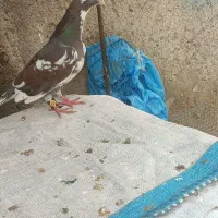 ابلغ افغانی
