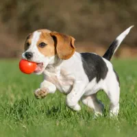 واگذاری سگ نژاد دار آلمانی ماده اشپیتز باتی