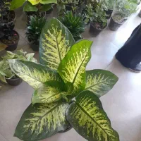 گلهای آپارتمانی