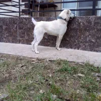سگ الابای نگهبان
