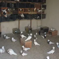 سلام فروش کبوتر طوق عسلویه هستم|پرنده|بندر کنگان, |دیوار