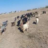 هفتاد عدد بز جوان و همش آبستن سنگین