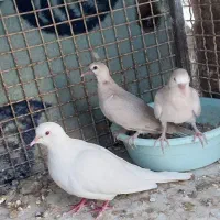 پرنده خانگی|پرنده|خاش, |دیوار