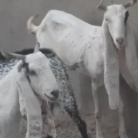 گندم جو بزگلابی بز صلاله|حیوانات مزرعه|امیدیه, |دیوار