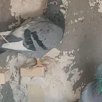 دوعددکبوتر جوقی وابلغ|پرنده|هامون, |دیوار