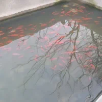 ماهی قرمز تیمچه وگاوی کف دست