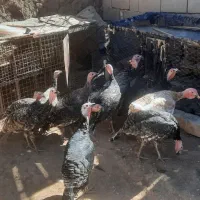 ۱۴ عدد بوقلمون محلی