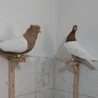 سینه زرد