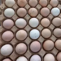 تخم لاری تازه نطفه دار بشرط|حیوانات مزرعه|اردبیل, |دیوار