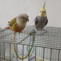 طوطی