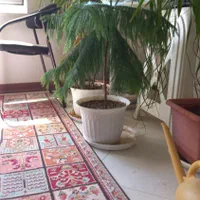 درختچه و گیاه آپارتمانی|گل و گیاه طبیعی|کرج, گوهردشت|دیوار