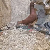 چند عدد کبوتر