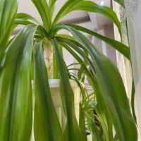 خنک کننده لیزر