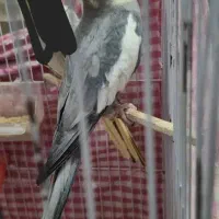 عروس هلندی نر، جفت مرغ عشق|پرنده|رشت, پیرکلاچای|دیوار